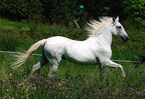 Lusitano 50  (54)